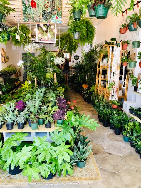 Lida's Jungle on Central Avenue in St Petersburg