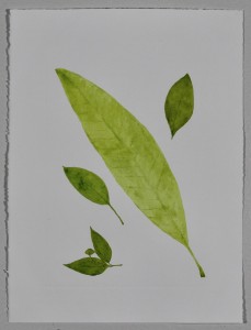 A Leaf in the Wind #8, Devil's Tree, Cinnamon, Sapodilla Plum & Tree of Sadness