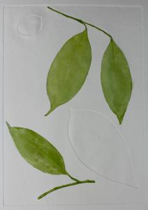 A Leaf in the Wind #2, Indian Medlar & Cestrum Nocturnum