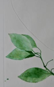 A Leaf in the Wind #6, Beleric Myrobalan, Sapodilla Plum & Cinnamon (detail)