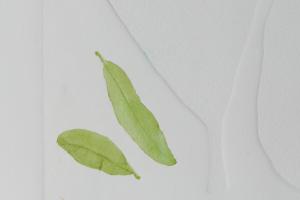 A Leaf in the Wind #3, Beleric Myrobalan, Pomegranate, Mango & Krishna's Buttercup (detail)