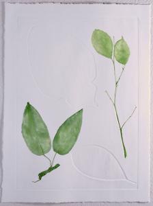 A Leaf in the Wind #7, Krishna's Buttercup, Queen's Flower, Cestrum Nocturnum & White Fig