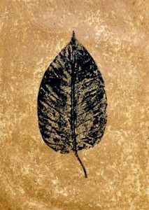 A Leaf in the Wind #14, Kadamba