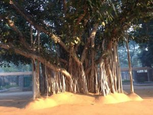 Banyan tree at entrance of Sanskriti Kendra
